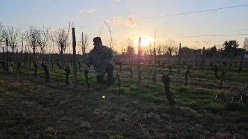 Vignobles de Chécy en hiver