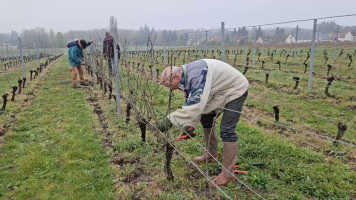 Vignobles de Chécy en hiver