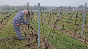 Vignobles de Chécy en hiver