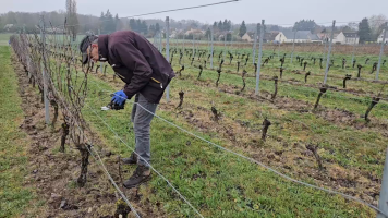 Vignobles de Chécy en hiver