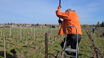 Vignobles de Chécy en hiver